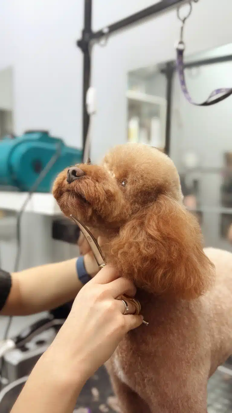 Мальтіпу підняв голову, щоб грумер зміг обережно підстригти мордочку