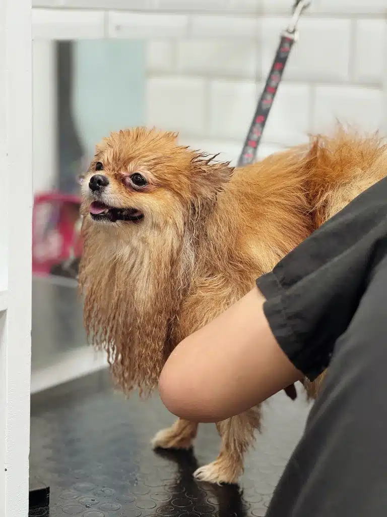 Шпіц стійко чекає, поки майстер повністю висушить його шерсть