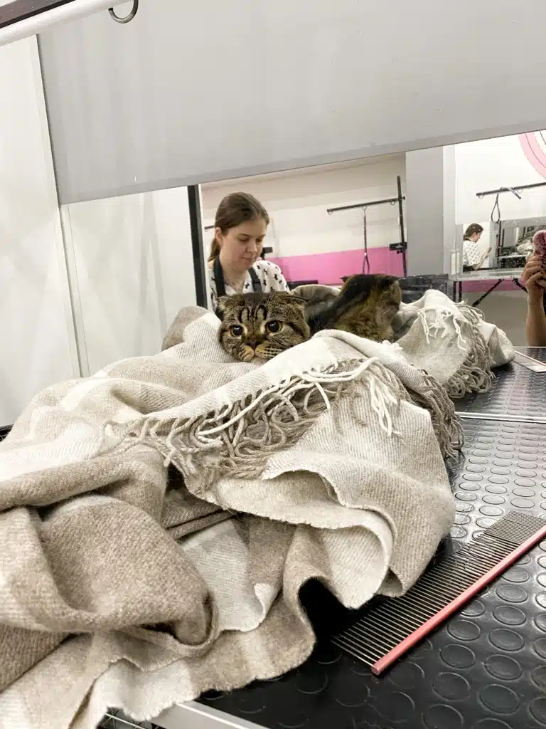 Грумер дбайливо закутав котика у бежевий плед, бо турбується за нього