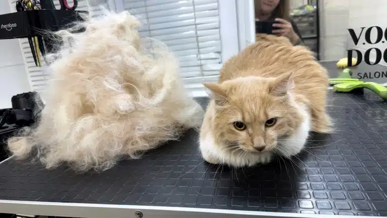 Линька кота під контролем професійного фахівця