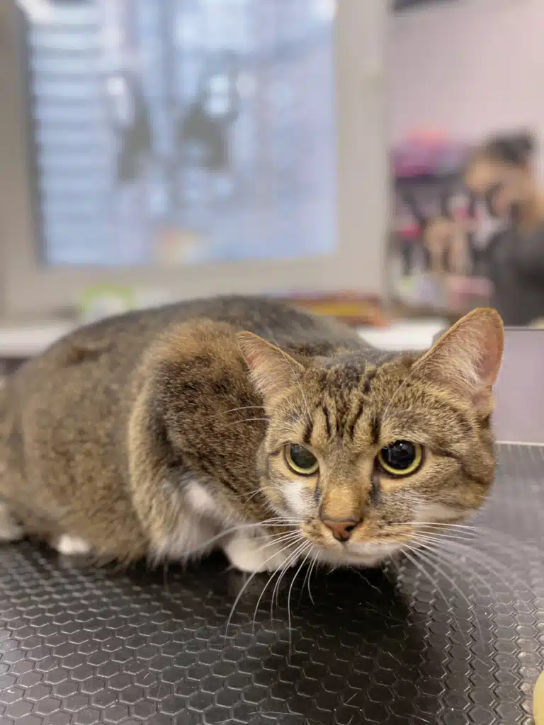 Котик приготувався до всього, що може з ним трапитись у грумерській