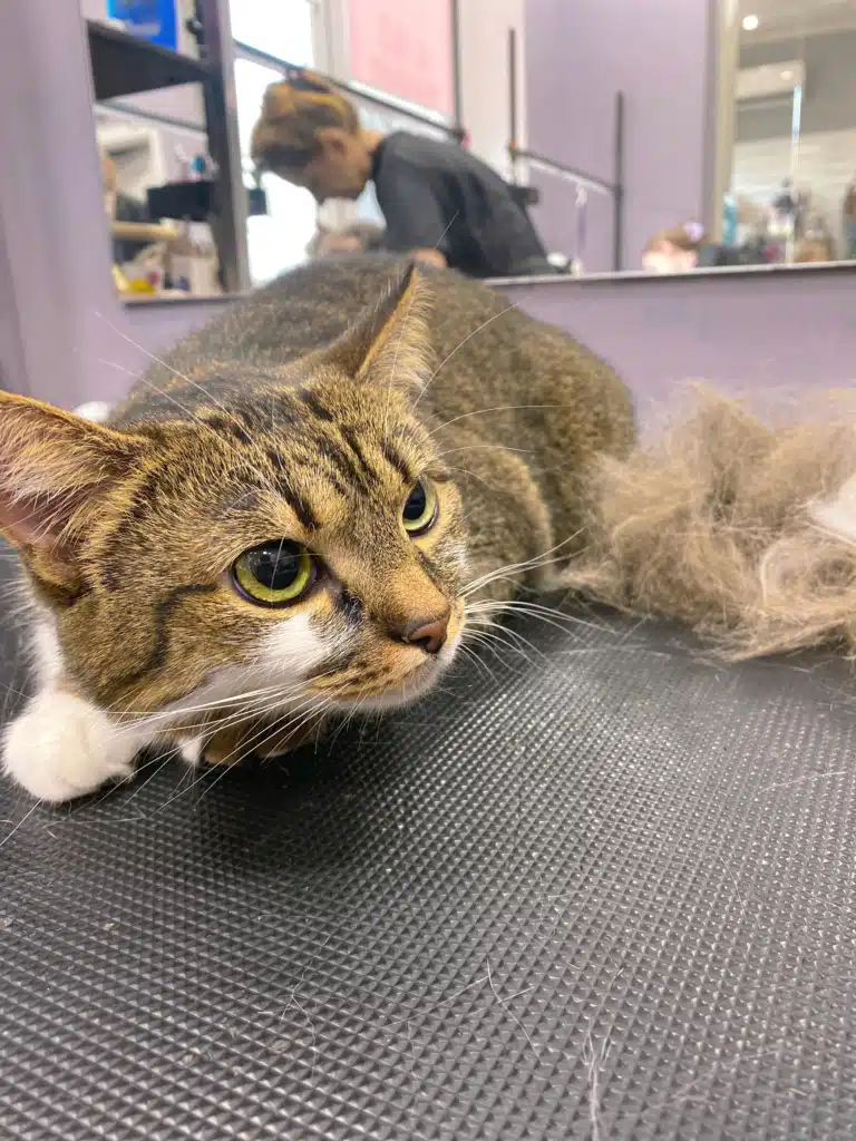 Котик підозріло дивиться на всіх навколо, бо не хоче віддавати свою шерсть