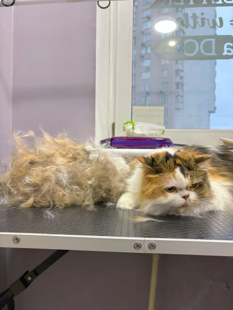 Кіт вже не може дивитись на ту купу шерсті, яку майстер з нього вичісав