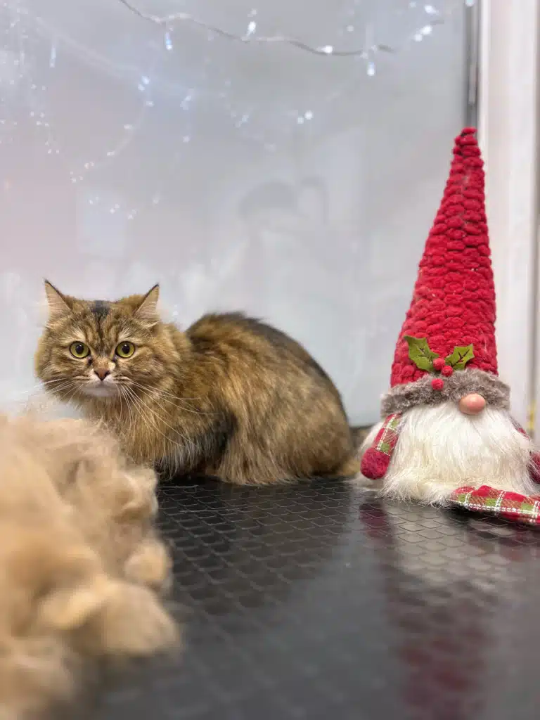 Кіт заховався за своєю шерстю та гномиком