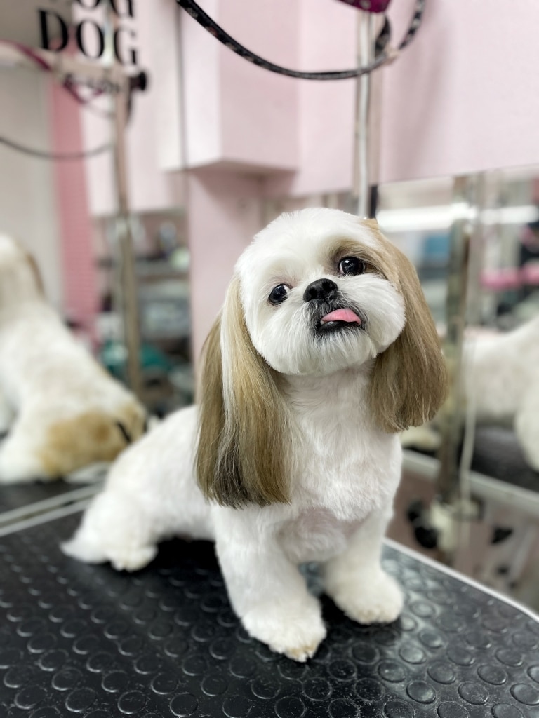 Ши-цу показує язика майстру, бо хотів коротшу зачіску