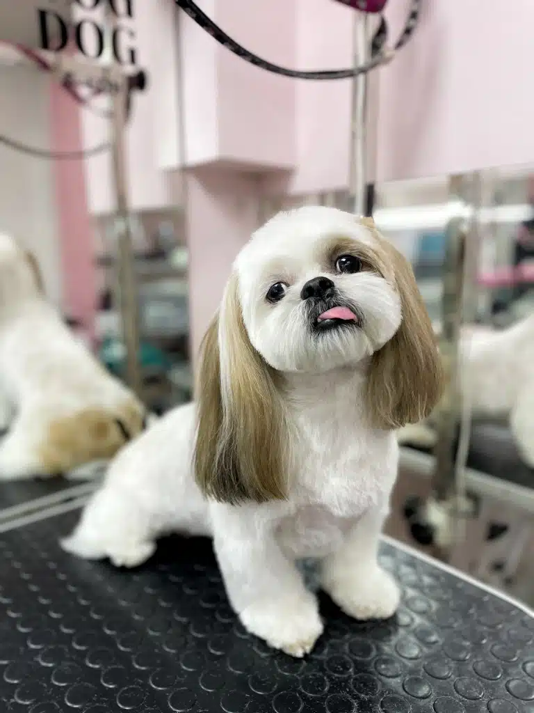 Ши-цу показує язика майстру, бо хотів коротшу зачіску