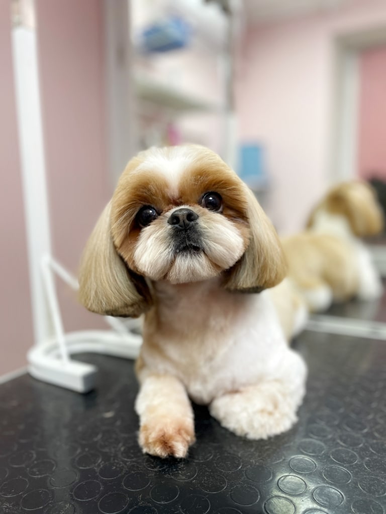 Вії ши-цу ідеально вписуються в округлу форму голови