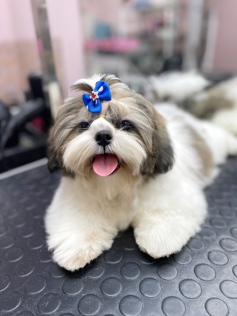 Ши-цу з короткою зачіскою хизується своїм новим синім бантиком