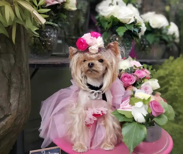Кремовий йорк у рожевій сукні сидить поруч з рожевими трояндами