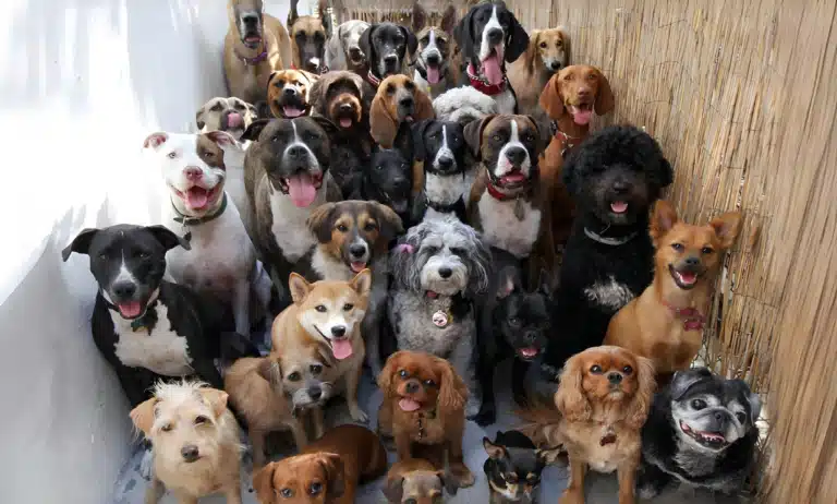 Велика кількість різних порід собак фотографуються разом в одному місці