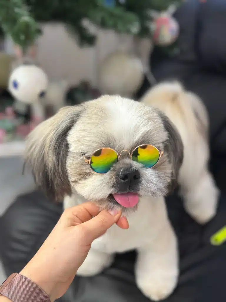 Модний ши-цу висолопив язика у кольорових окулярах