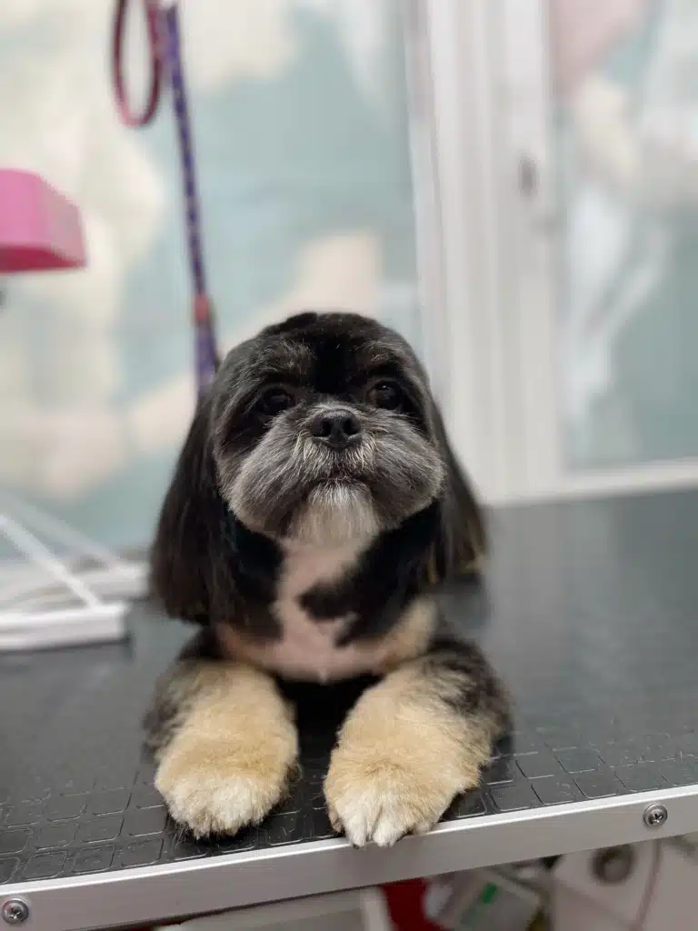 Песик демонструє охайну стрижку вушок та мордочки у грумінг-салоні