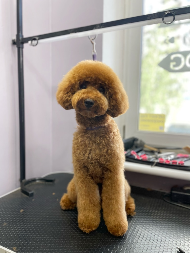 Мальтіпу всміхається своєму майстру, ніби дякуючи за стрижку