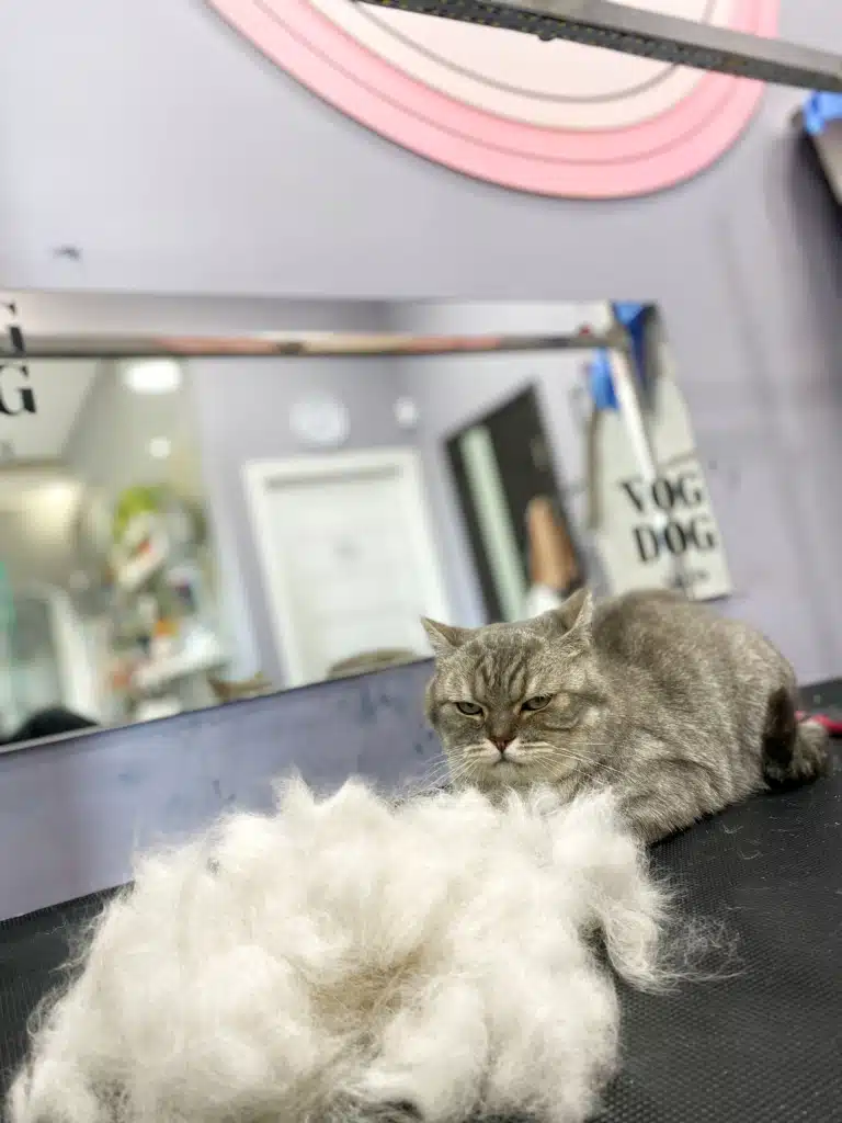 Котик роздумає над тим, що ж робити з такою купою шерсті після розчісування