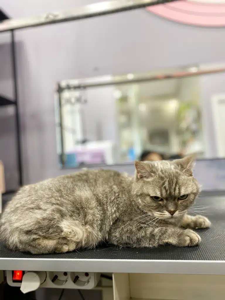 Кіт презирливо спостерігає за діями грумера під час свого візиту