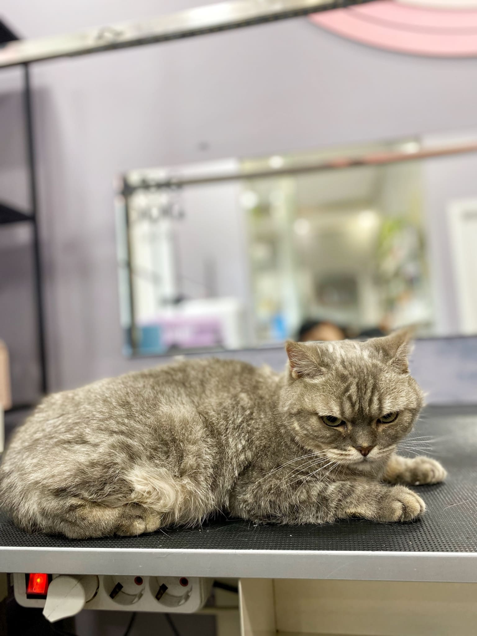 Кіт презирливо спостерігає за діями грумера під час свого візиту