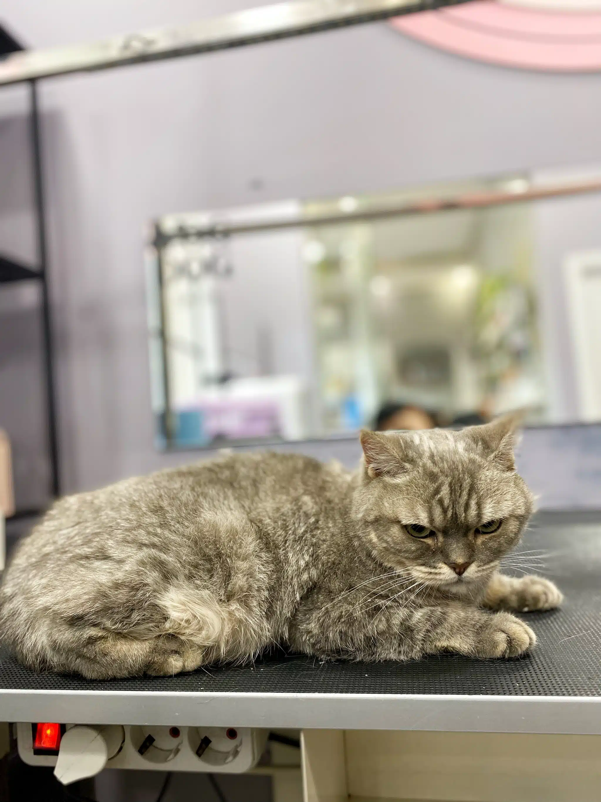 Кіт презирливо спостерігає за діями грумера під час свого візиту