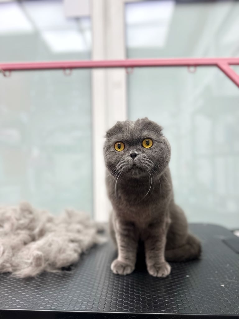 Жовті очі яскраво виділяються на фоні сірої шерсті котика