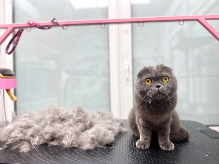 Кіт і його вичесана шерсть на грумерському столі з рожевим каркасом