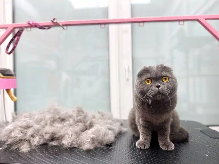 Кіт і його вичесана шерсть на грумерському столі з рожевим каркасом