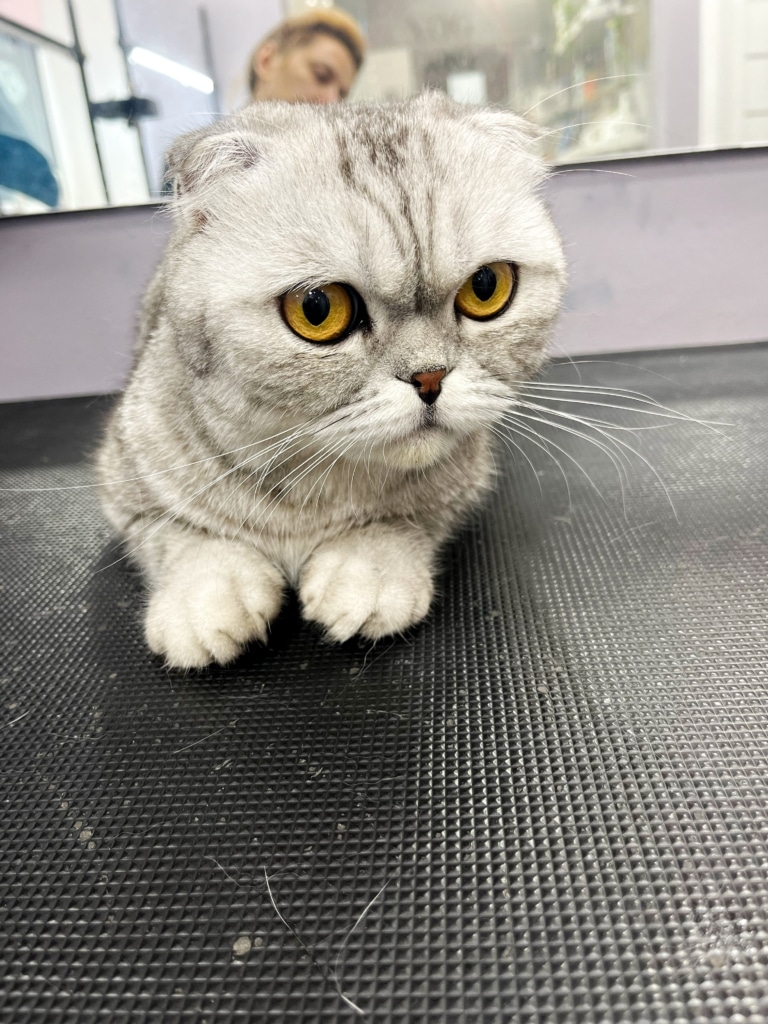 Шотландська кішка вдивляється у свого грумера, поки той робить фотографію "до"