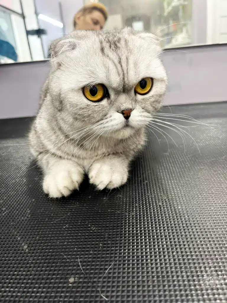 Шотландська кішка вдивляється у свого грумера, поки той робить фотографію "до"