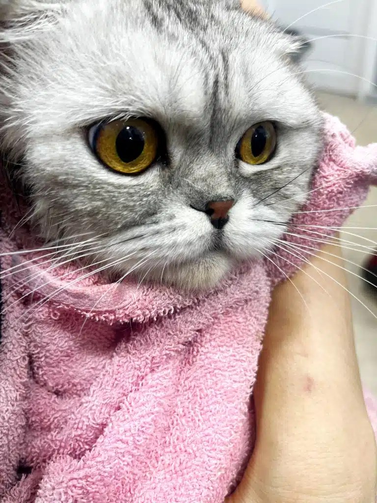 Шотландський кіт загорнутий у рожевий рушник до голови