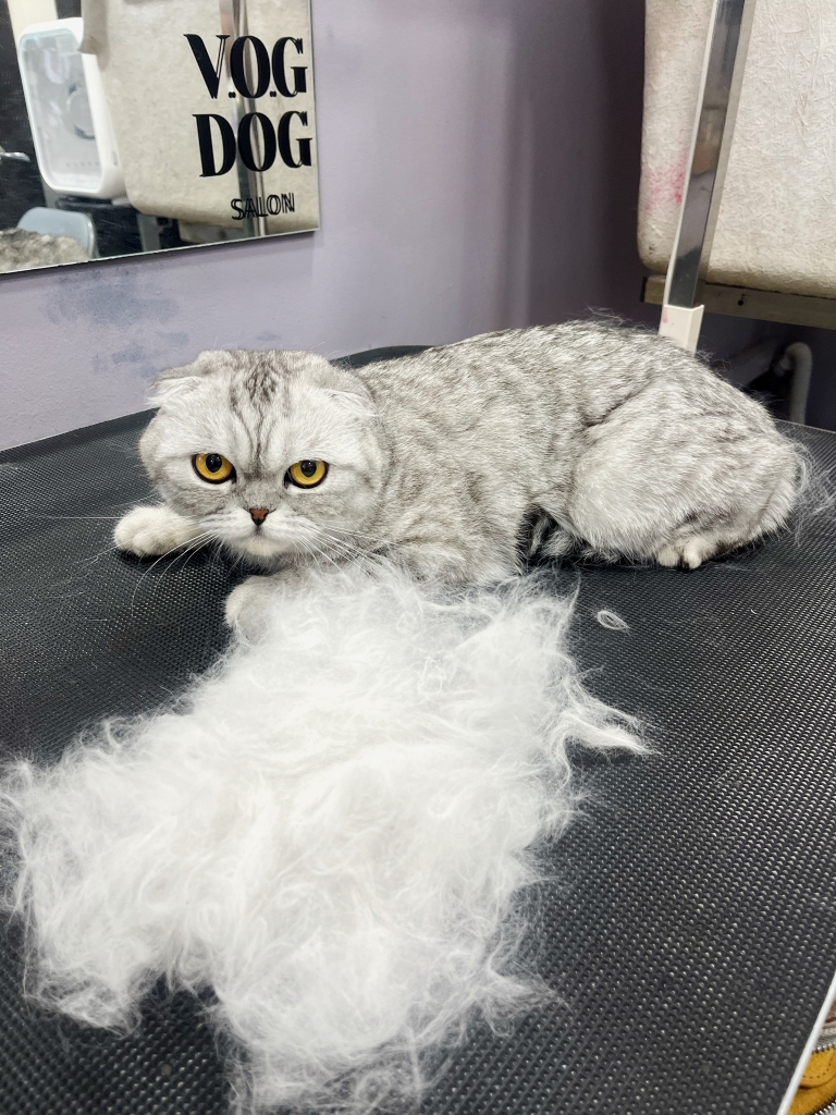 Перед шотландським котом лежить ціла купа вичесаної шерсті у грумерській V.O.G DOG SALON