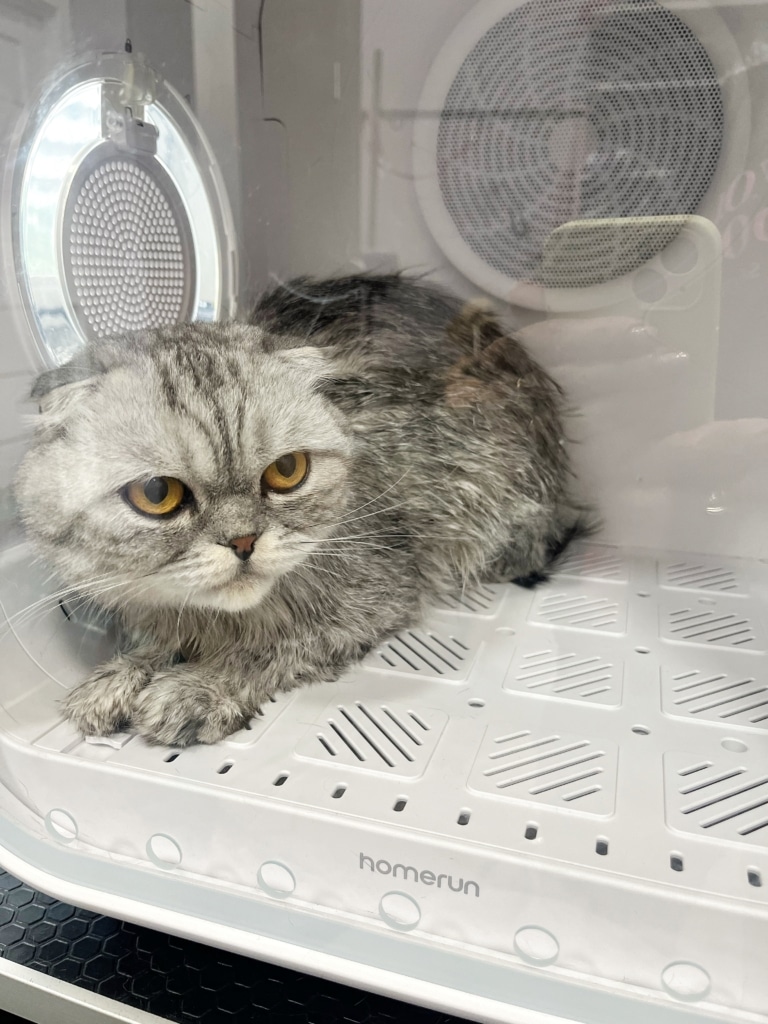 Шотландська кішка не може дочекатись, коли її шерсть знову буде сухою, а не мокрою