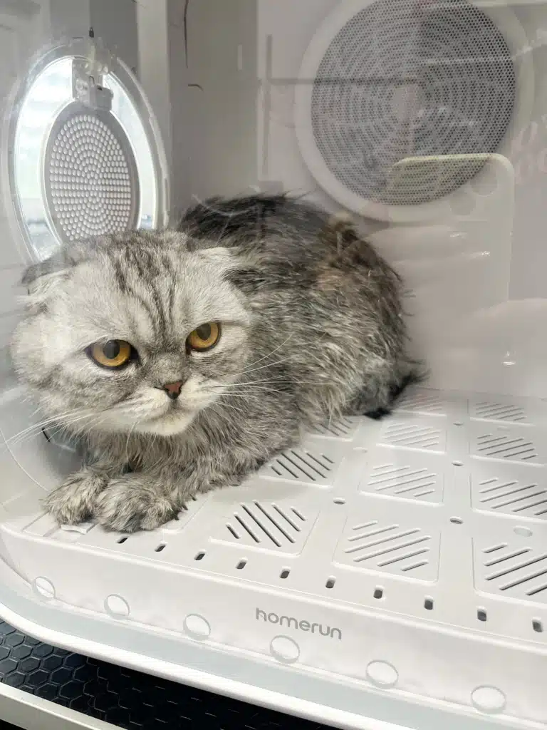 Шотландська кішка не може дочекатись, коли її шерсть знову буде сухою, а не мокрою