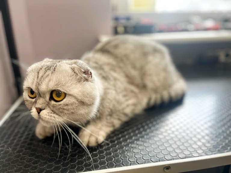 Шотландський котик вже налаштувався на вичісування в грумінг-салоні