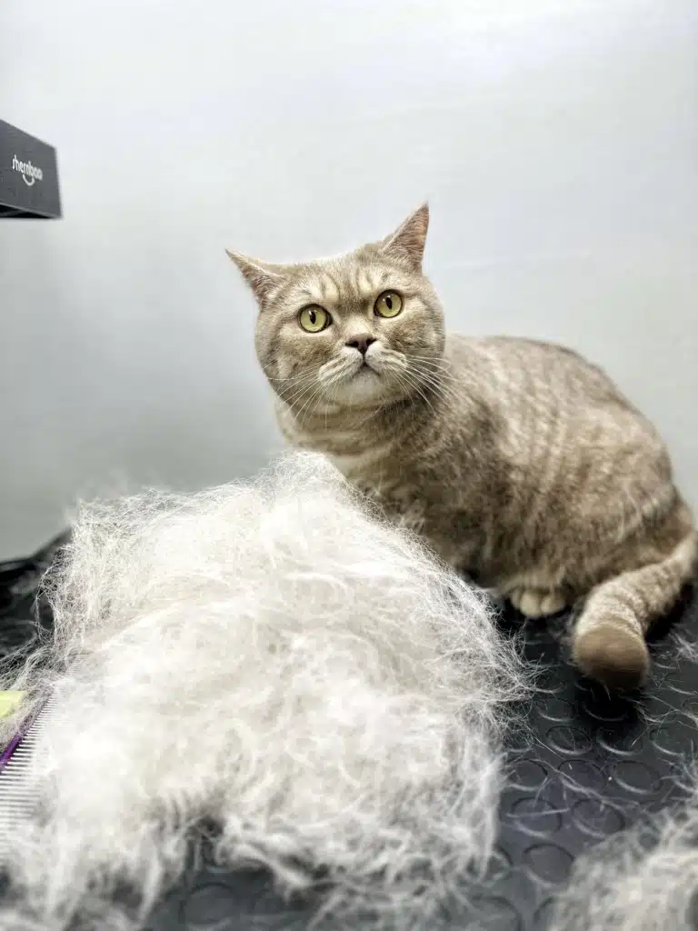 Кіт демонструє своє біле підшерстя, яке більше не буде заважати йому влітку