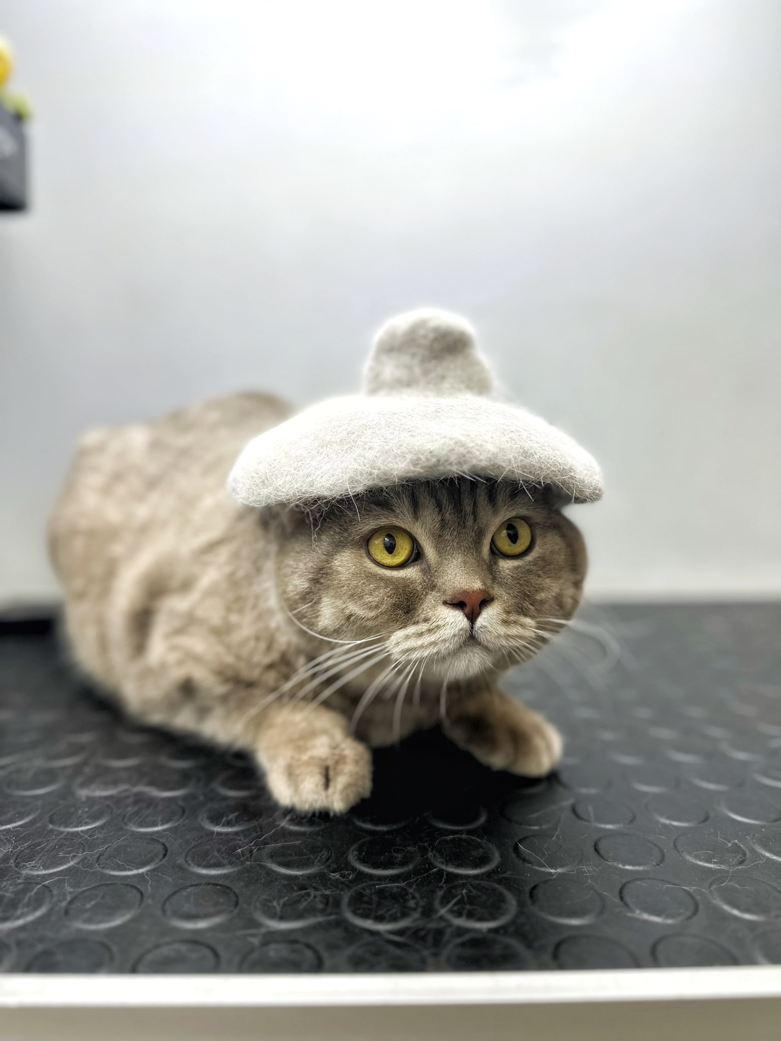 Грумер після доглядових процедур зваляв з шерсті кота цілий капелюх