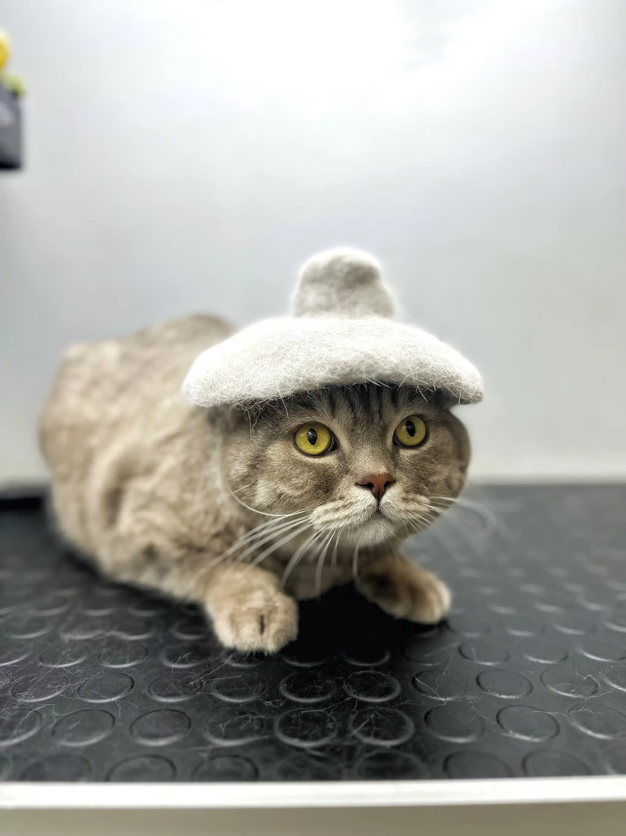 Грумер після доглядових процедур зваляв з шерсті кота цілий капелюх