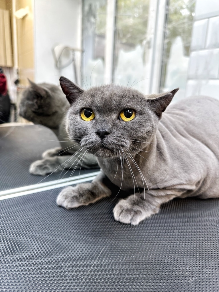 Британський кіт незадоволений, що власник захотів постригти його шерсть