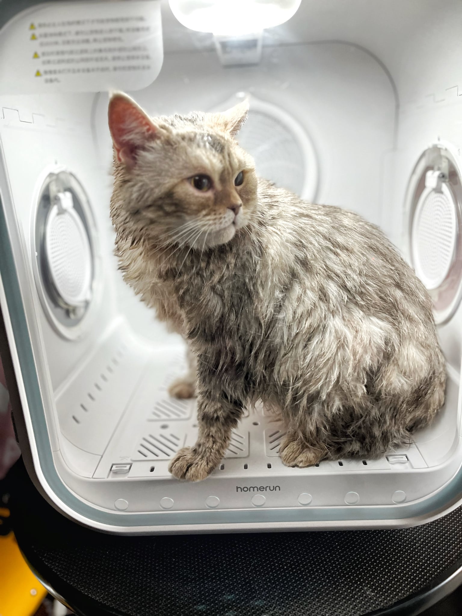 Сушильний бокс чудово допомагає мінімізувати стрес для кота від фену