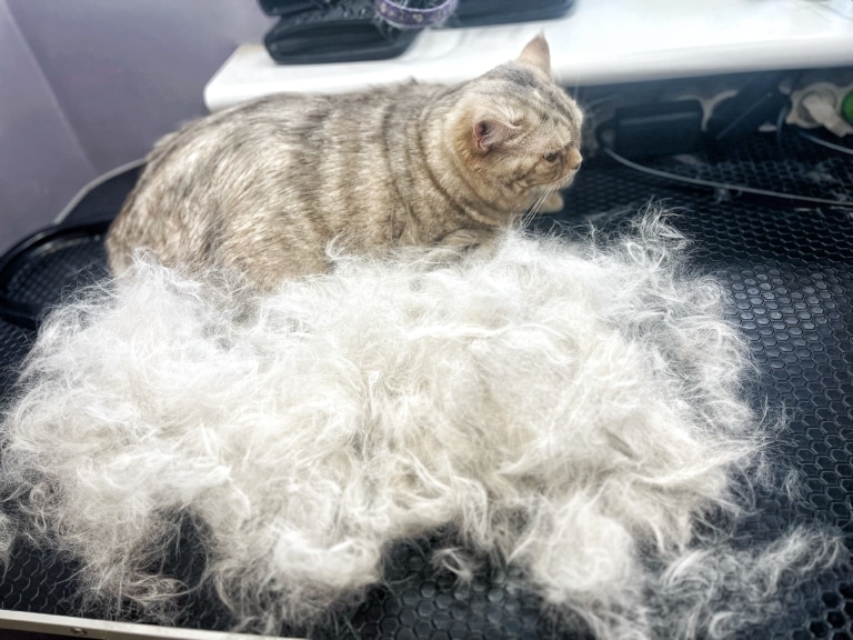 Вражаюча кількість підшерстя, яку можна вичесати з шотландської кішки