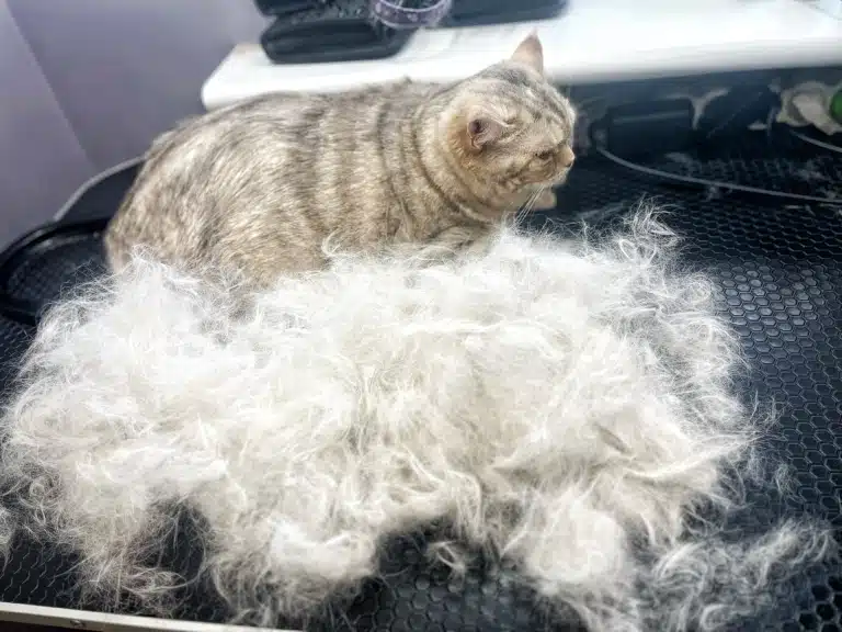 Вражаюча кількість підшерстя, яку можна вичесати з шотландської кішки