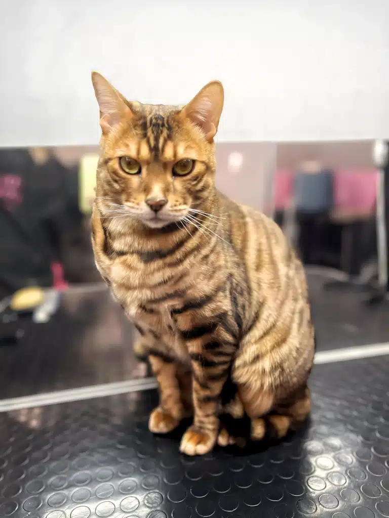 Бенгальський кіт думає, що він виграє бій з грумером за підстригання кігтів