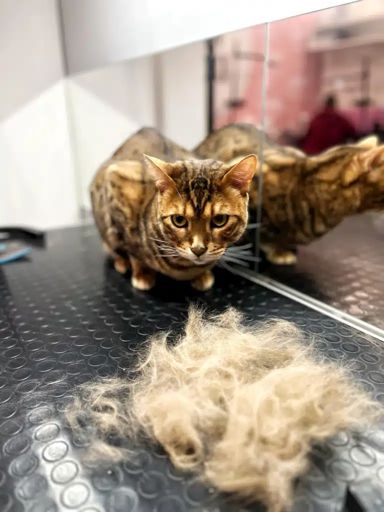 Навіть бенгальського кота грумер може гарно вичесати