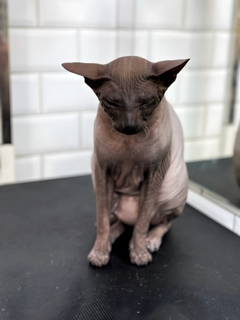 Сфінкс втомився від процедур на вже, стоячи, засинає