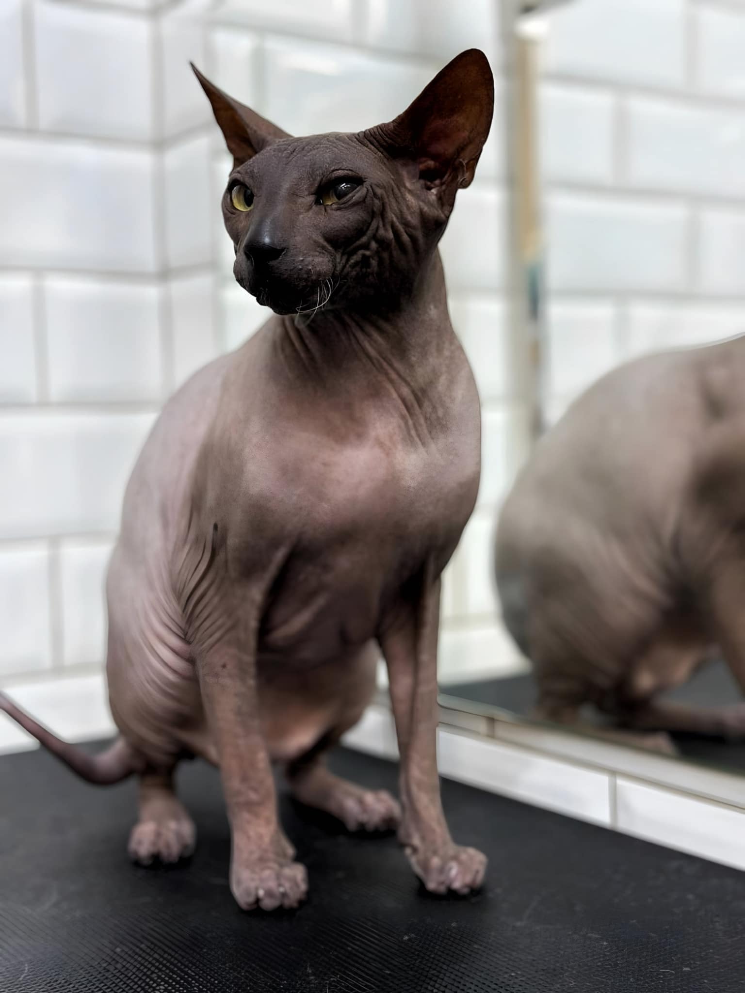 Сфінкс уважно спостерігає, куди відійшов той нестерпний грумер