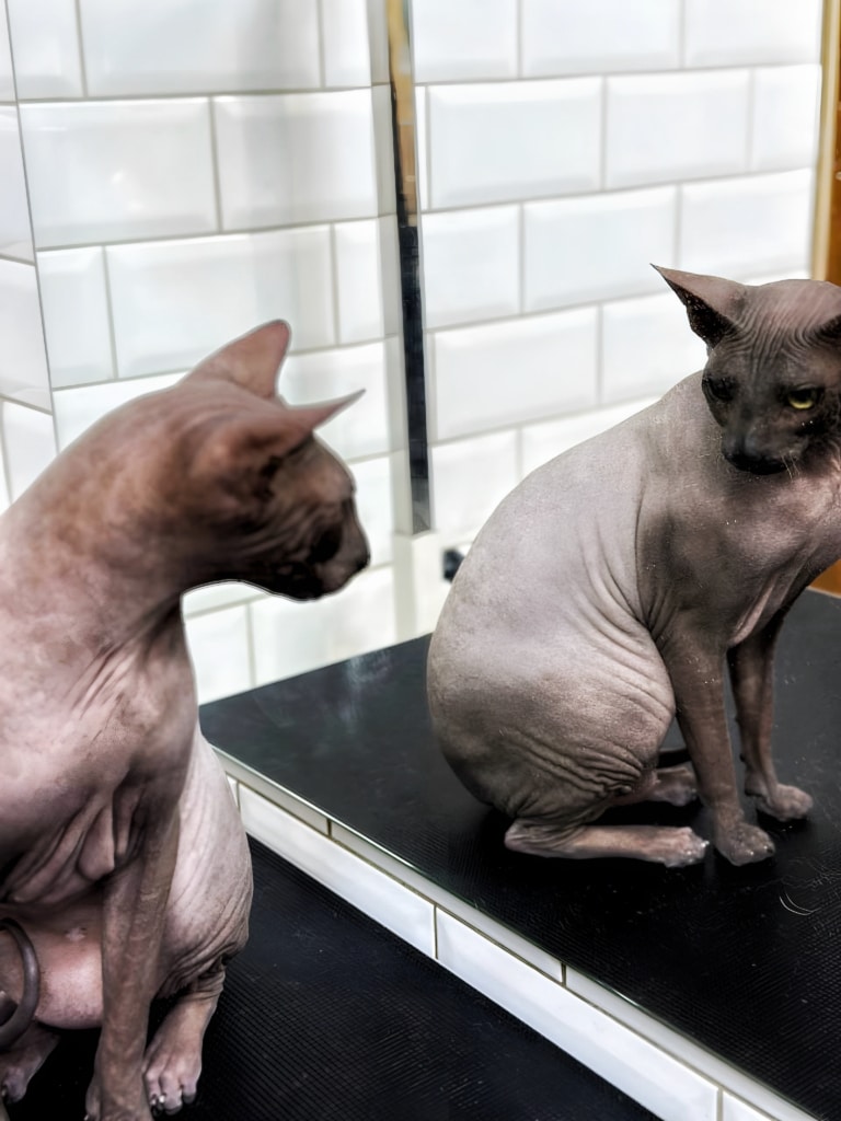 Сфінкс оцінує якість роботи грумера в салоні