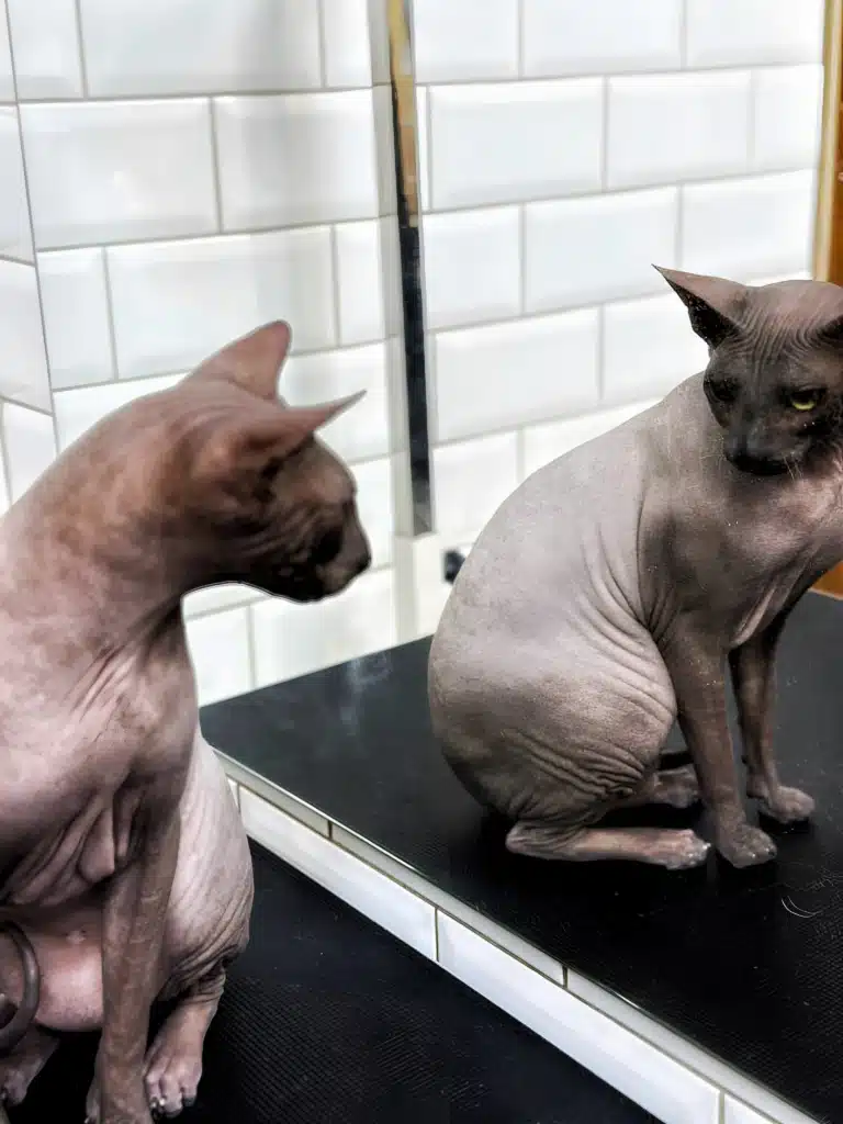 Сфінкс оцінує якість роботи грумера в салоні