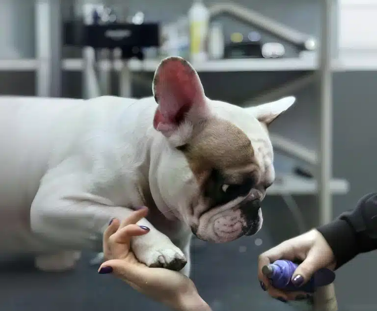 Бульдог уважно вивчає фіолетовий гріндер