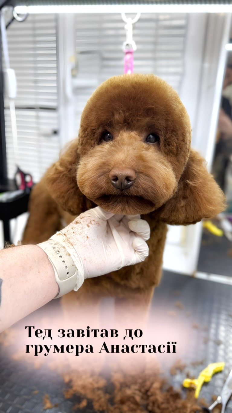 Результат стрижки коричневого мальтіпу у грумера Анастасії