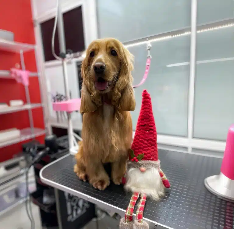 Спанієль поруч різдвяним ельфом посміхається грумеру після стрижки