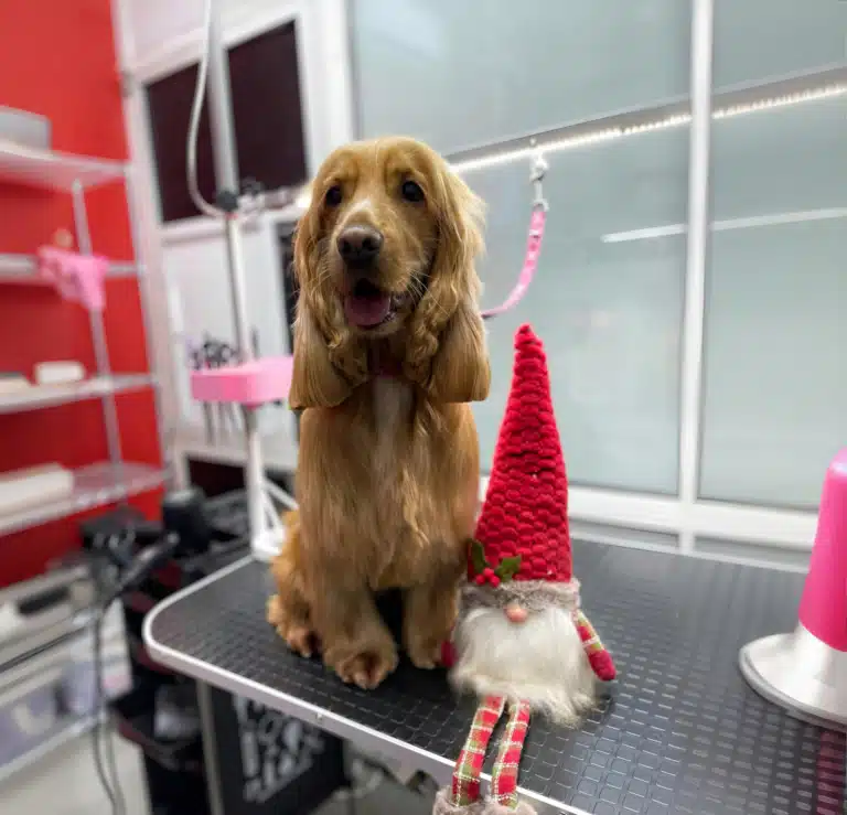 Спанієль поруч різдвяним ельфом посміхається грумеру після стрижки