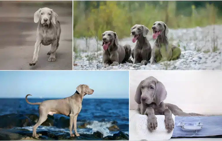 Колаж з зображень веймаранера у різному віці
