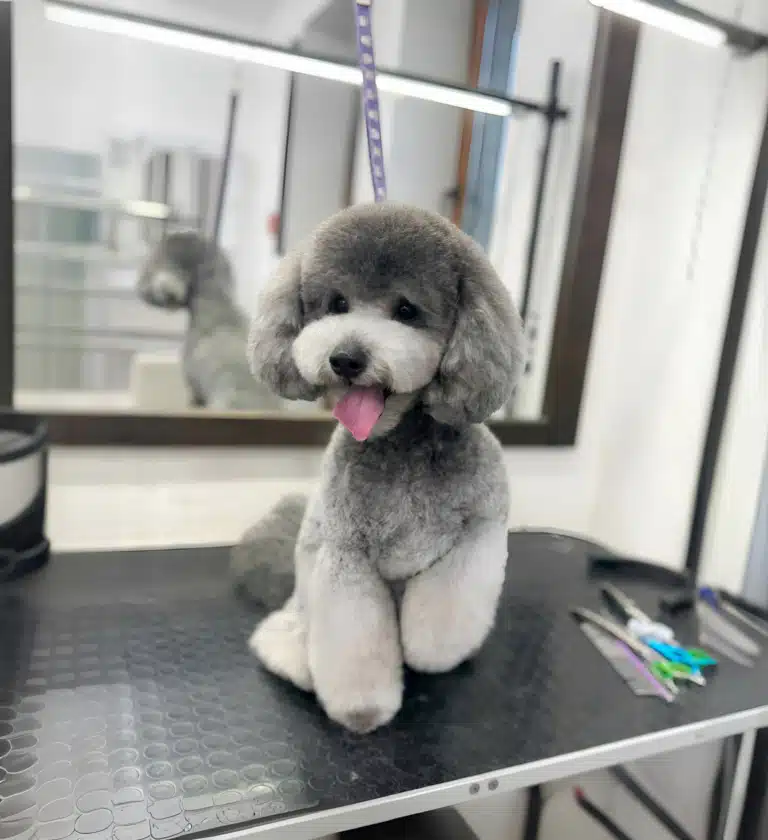 Мальтіпу срібного окрасу демонструє свою азійську стрижку